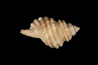 藏品(黑齒法螺)的圖片